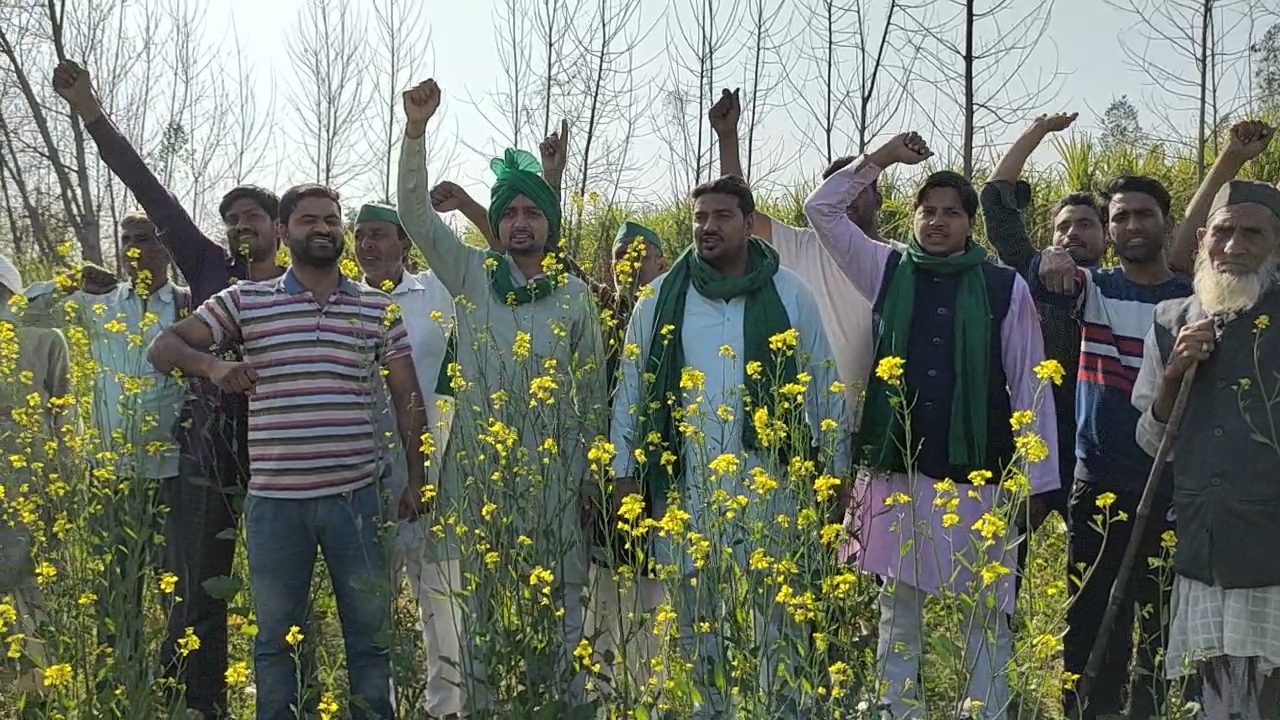 farmers destroyed their crop in muzaffarnagar