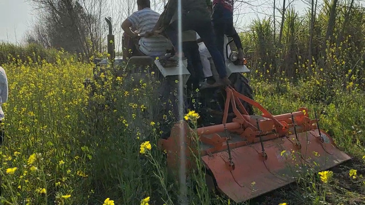 farmers destroyed their crop in muzaffarnagar