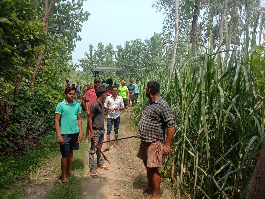 tiger enters farm in village in pilibhit