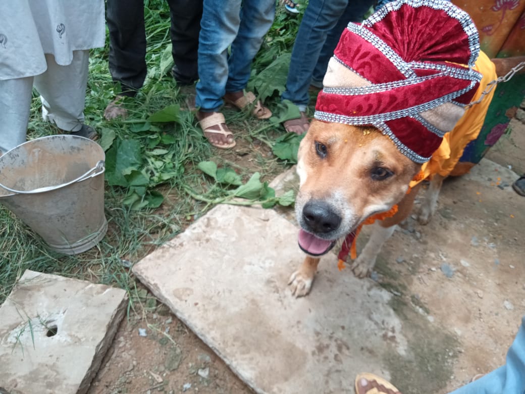 Dogs married off in big fat wedding ceremony in UP