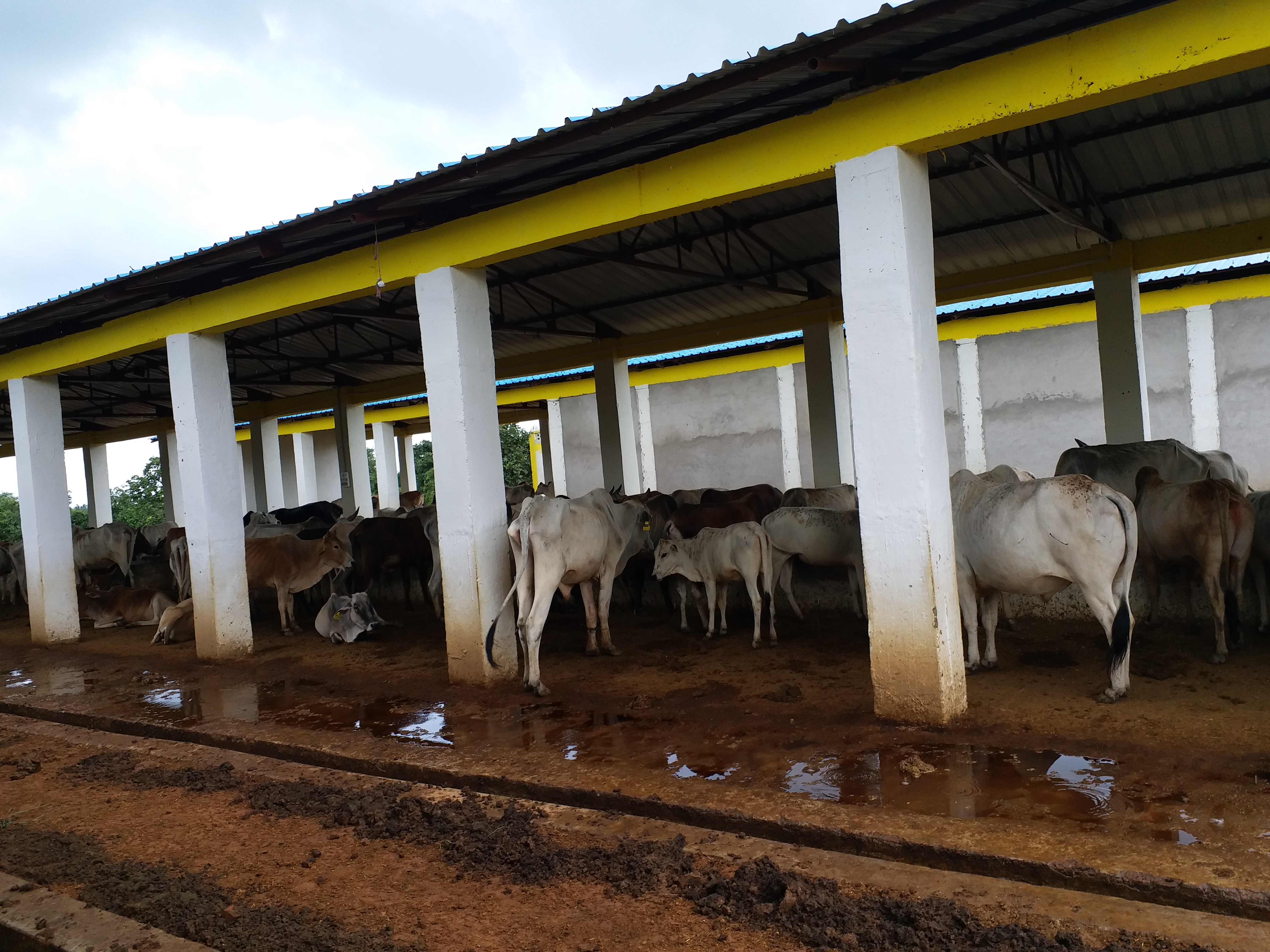 cowshed in manda of prayagraj