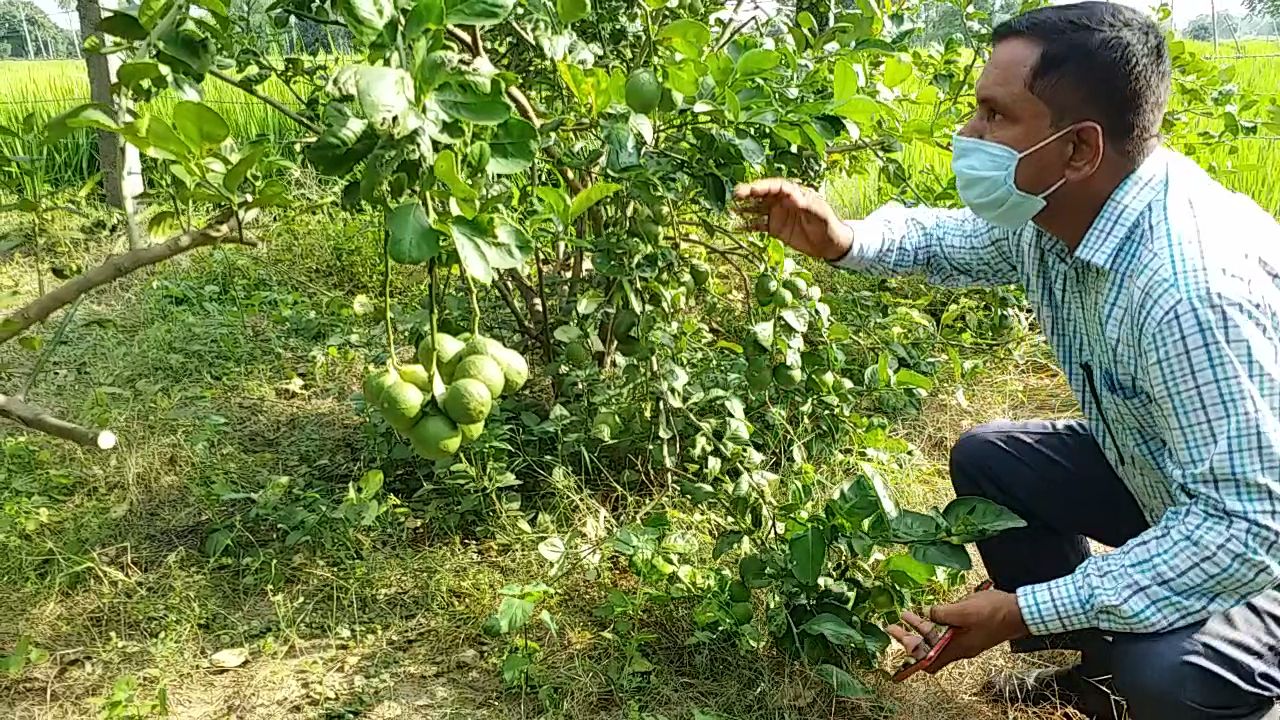 lemon man anand mishra