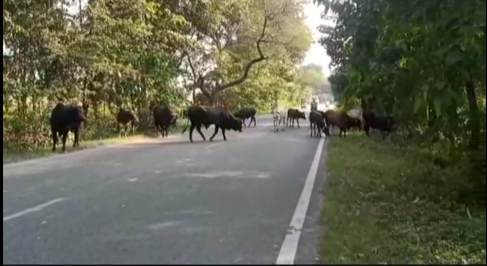 आवारा पशुओं से परेशान क्षेत्रवासी.