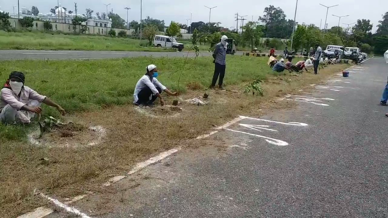 tree planting