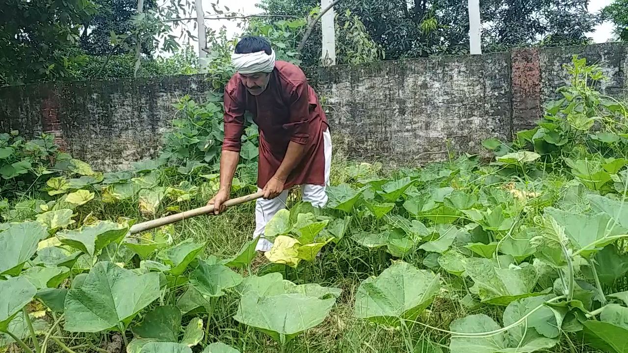 खेती कर रहे बॉलीवुड अभिनेता सूरजभान.