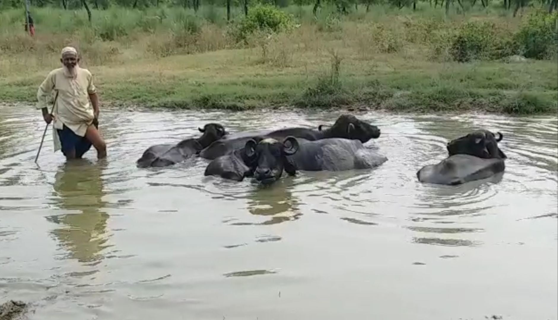 स्पोर्ट्स कॉलेज के तालाब में नहाती भैंसे.