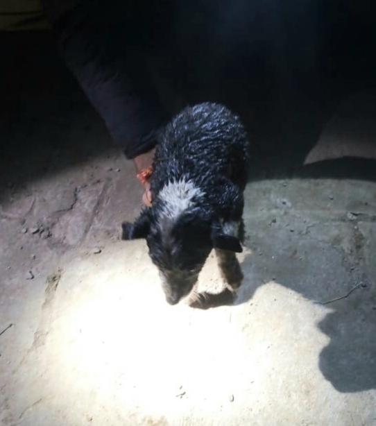 puppy removed from the well in sultanpur