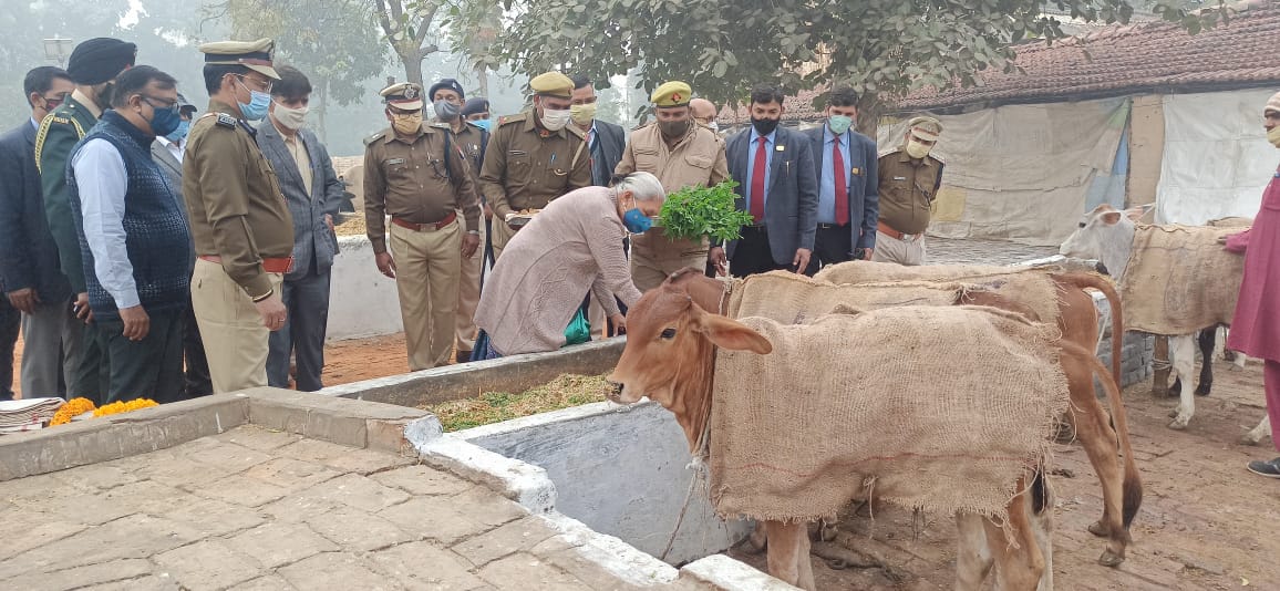 गायों को केले और गुड़ खिलाती राज्यपाल.