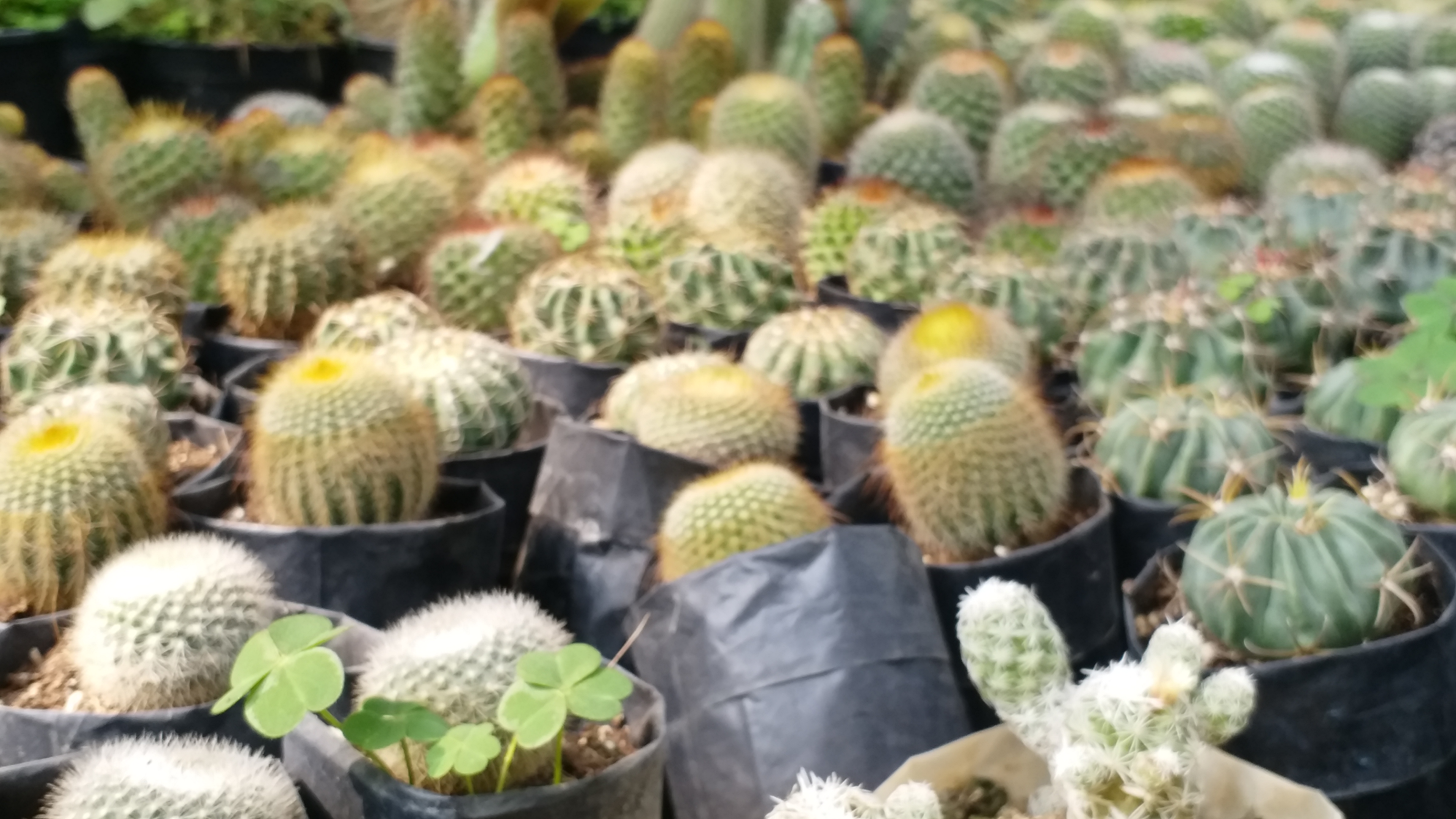 cactus plantsआमतौर पर कैक्टस शुष्क जलवायु में पाया जाता है