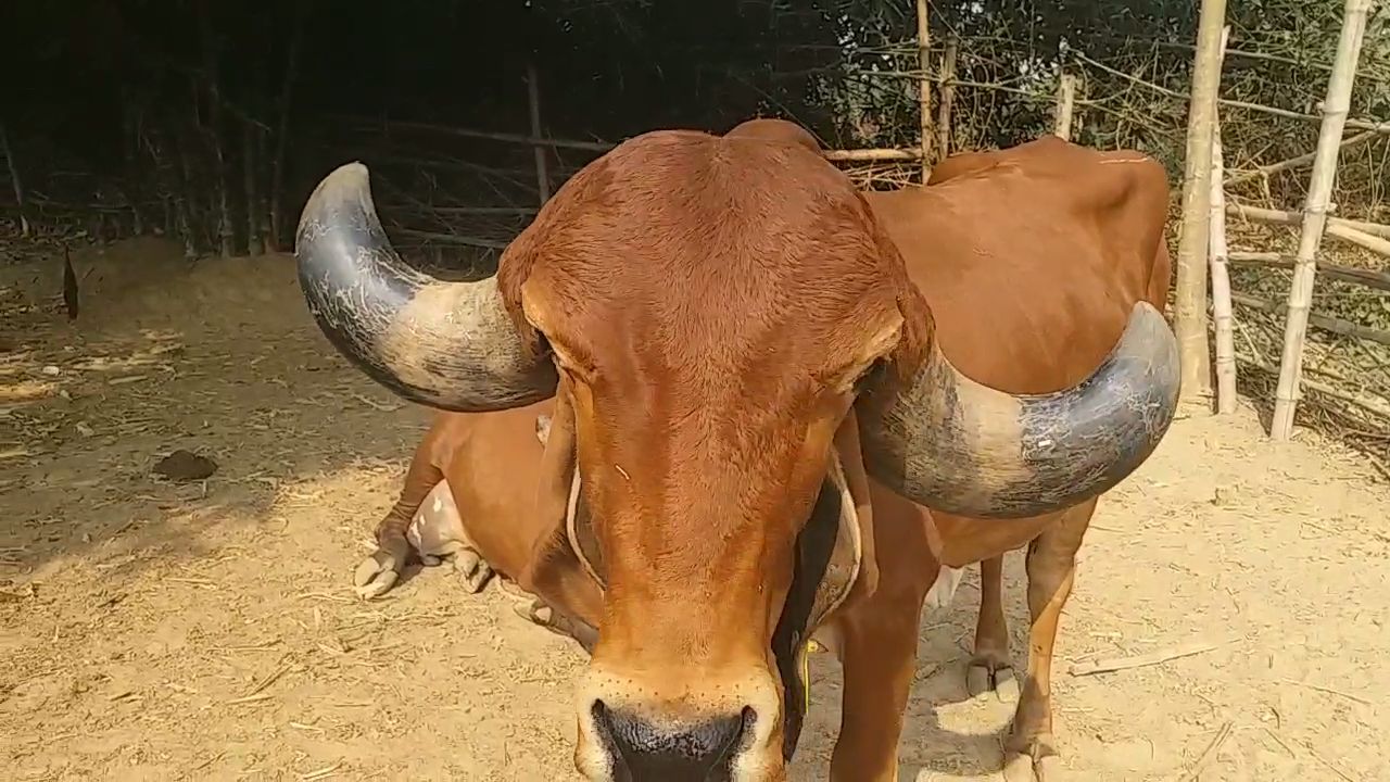 वाराणसी के गौपालकों को भा रही गुजरात की गीर गाय