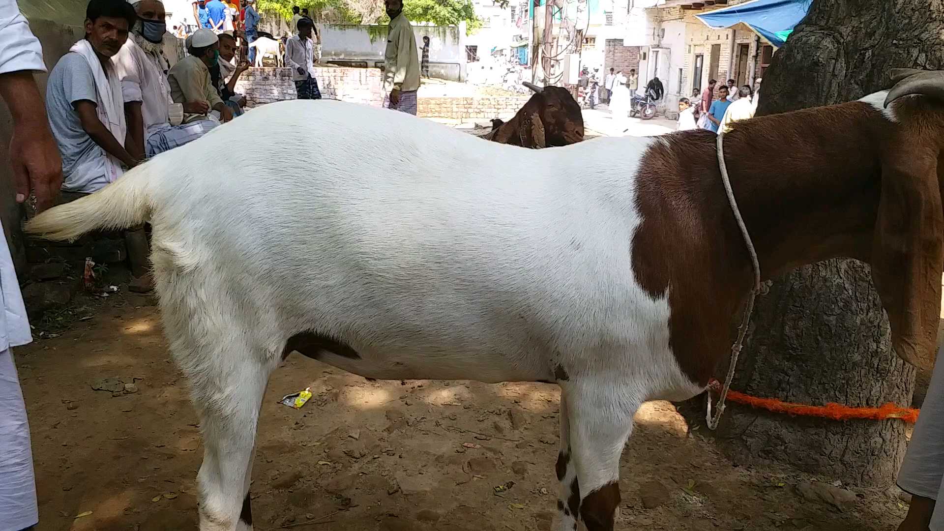 بنارس: کورونا کی وجی سے مویشی منڈی سست