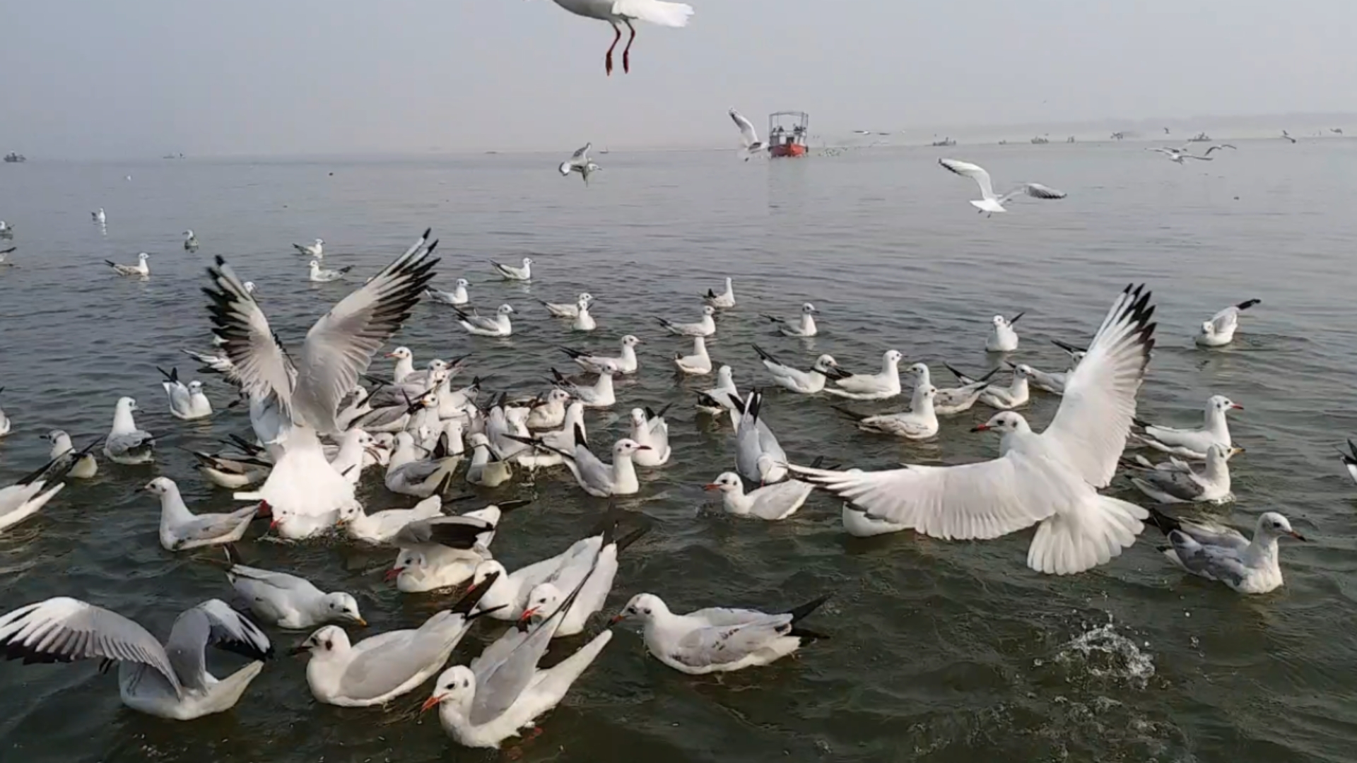 Beautiful view of exotic Siberian birds on the ghats of Banaras