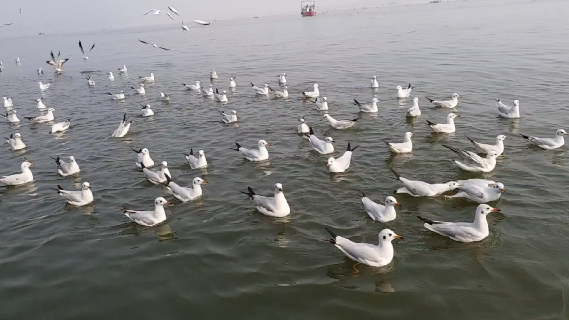 Beautiful view of exotic Siberian birds on the ghats of Banaras