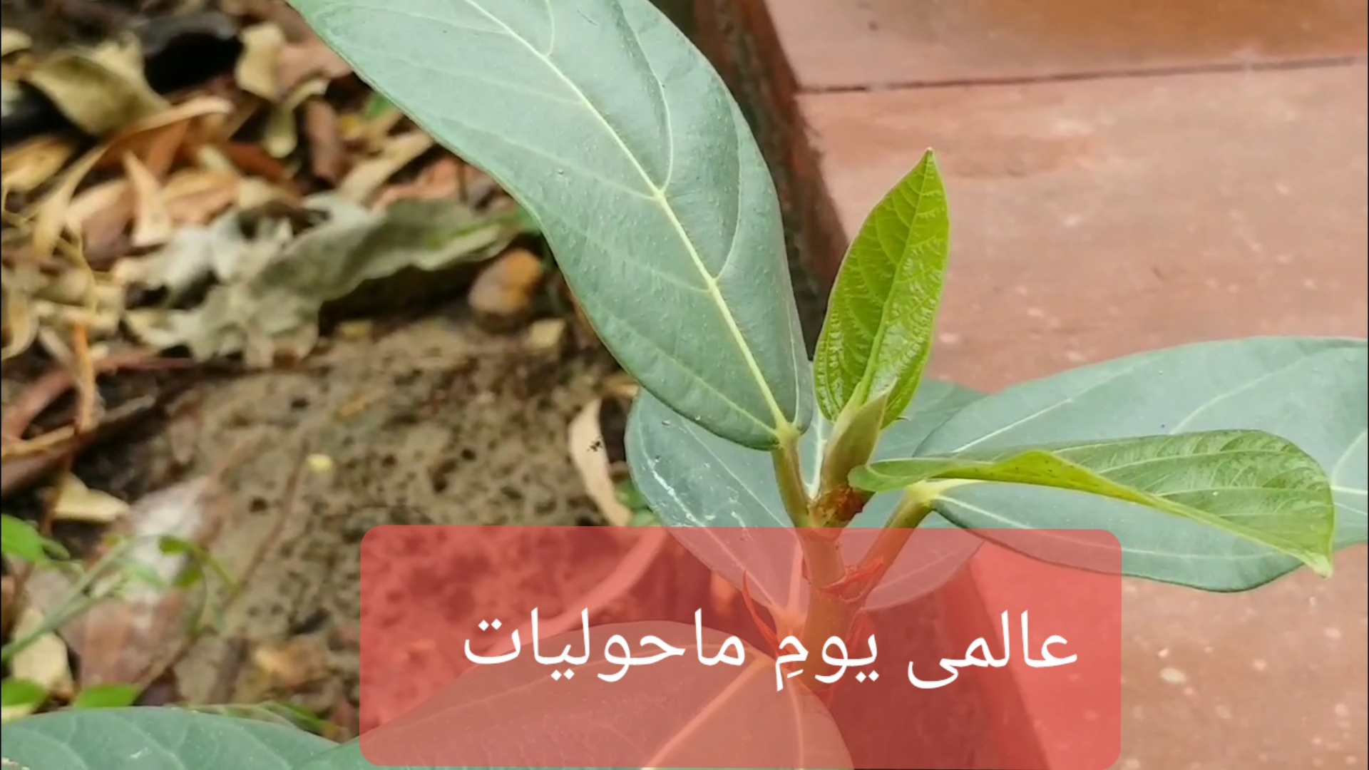 ماحولیاتی آلودگی پر غور وفکر