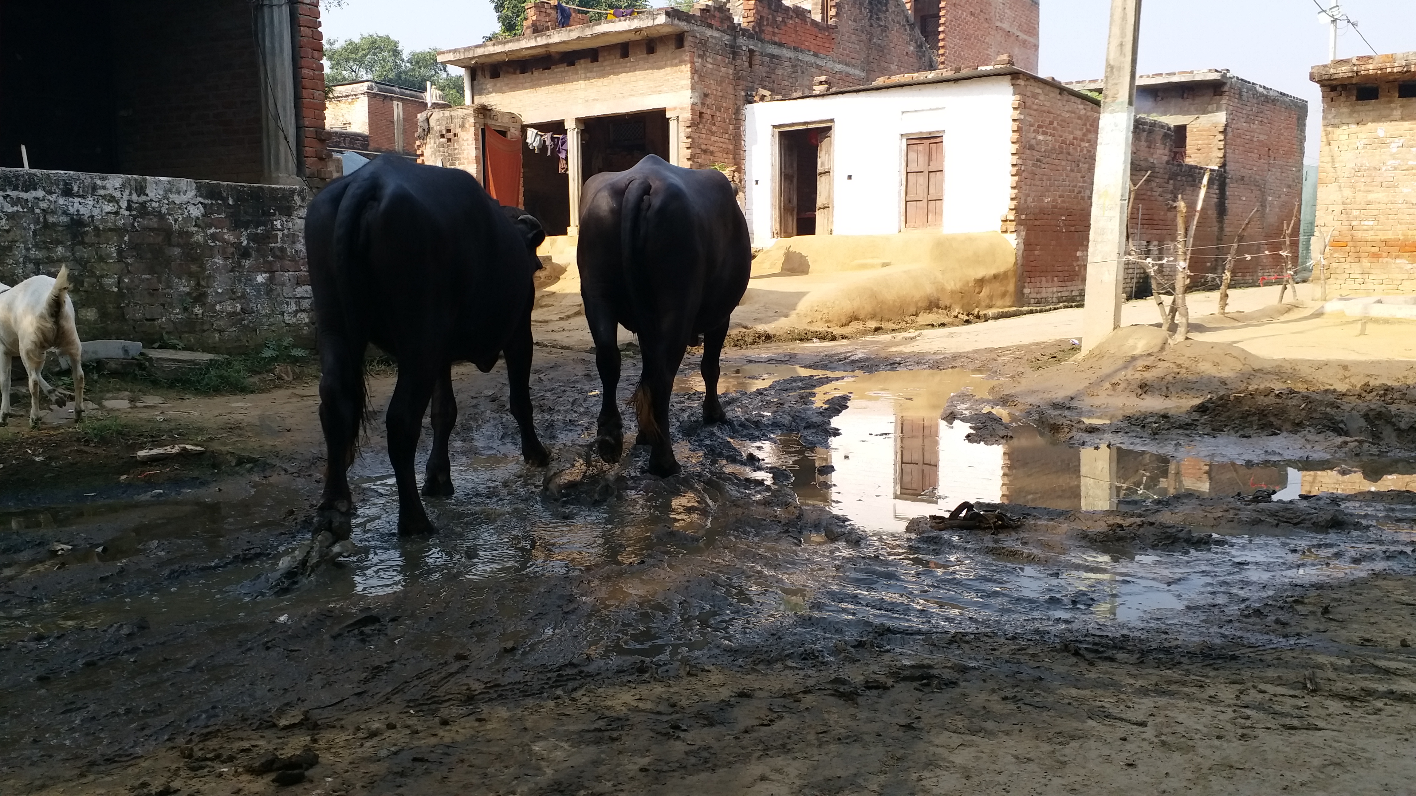 औरैया के भाग्यनगर ब्लाक क्षेत्र के दौलतपुर गांव में गंदगी