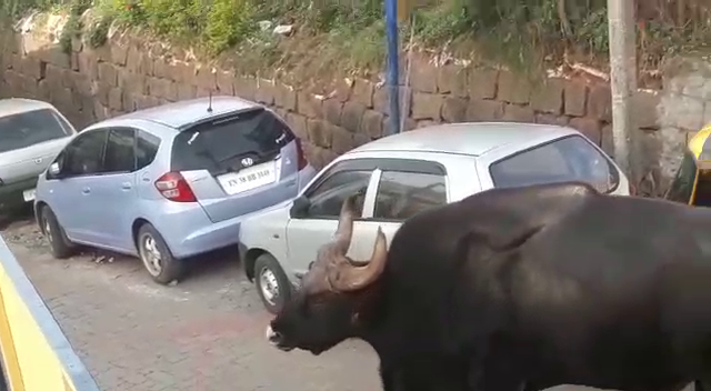 bison enters in streets