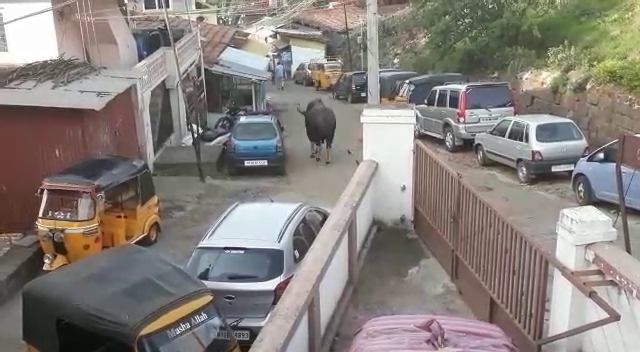 bison enters in streets