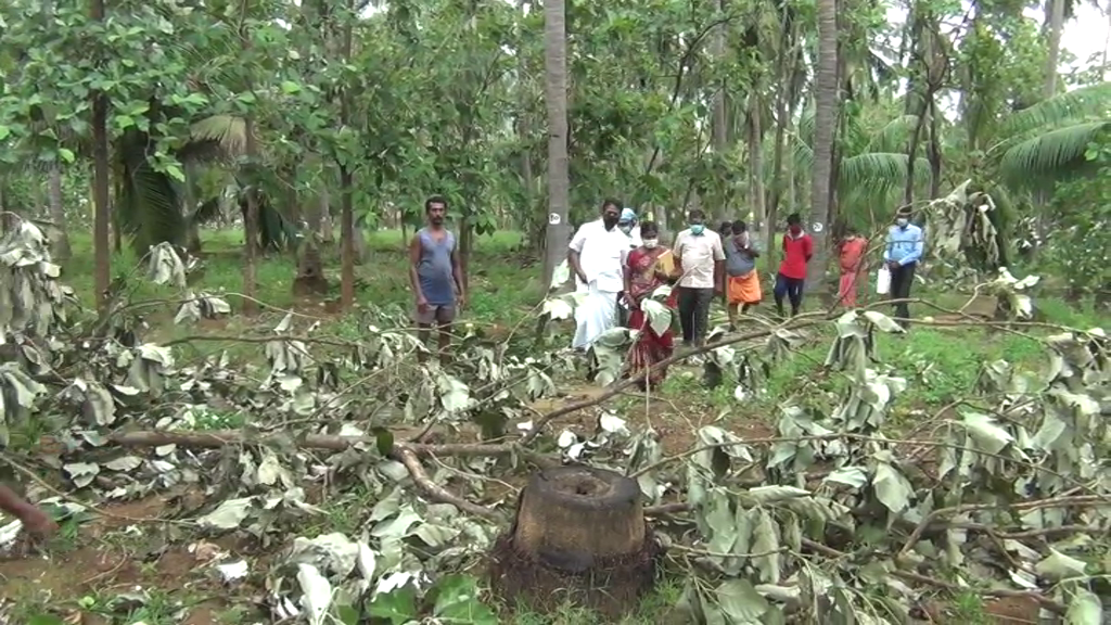 virudhunagar trees, electric poles fells in a strong strom: people's livelihood affected