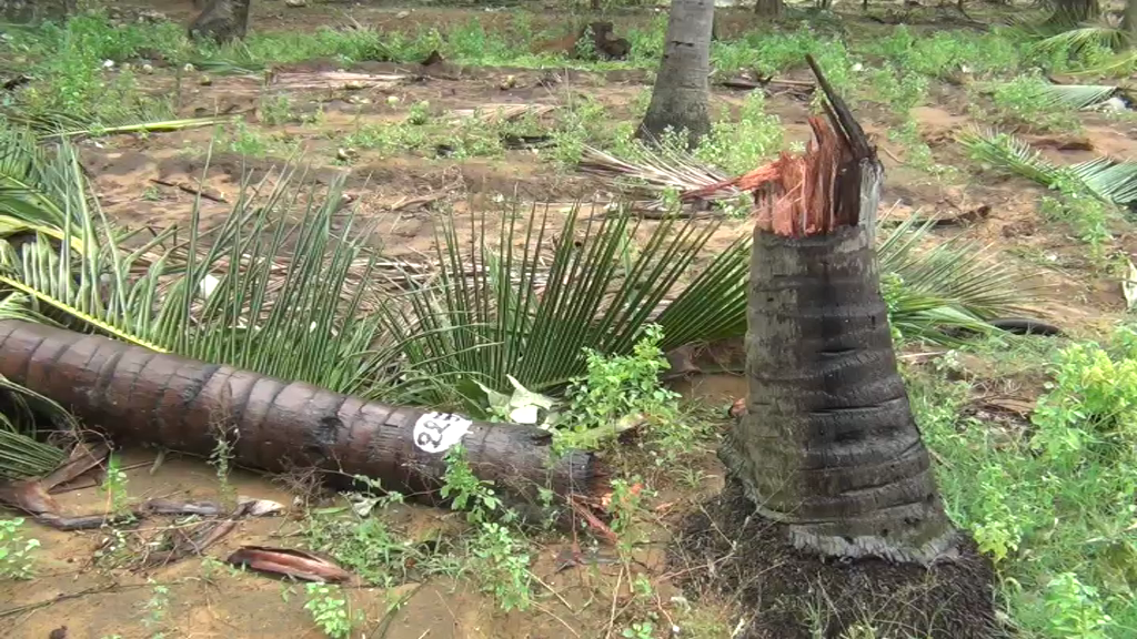 virudhunagar trees, electric poles fells in a strong strom: people's livelihood affected