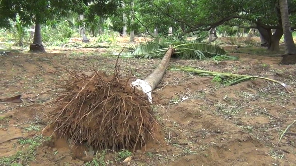 virudhunagar trees, electric poles fells in a strong strom: people's livelihood affected