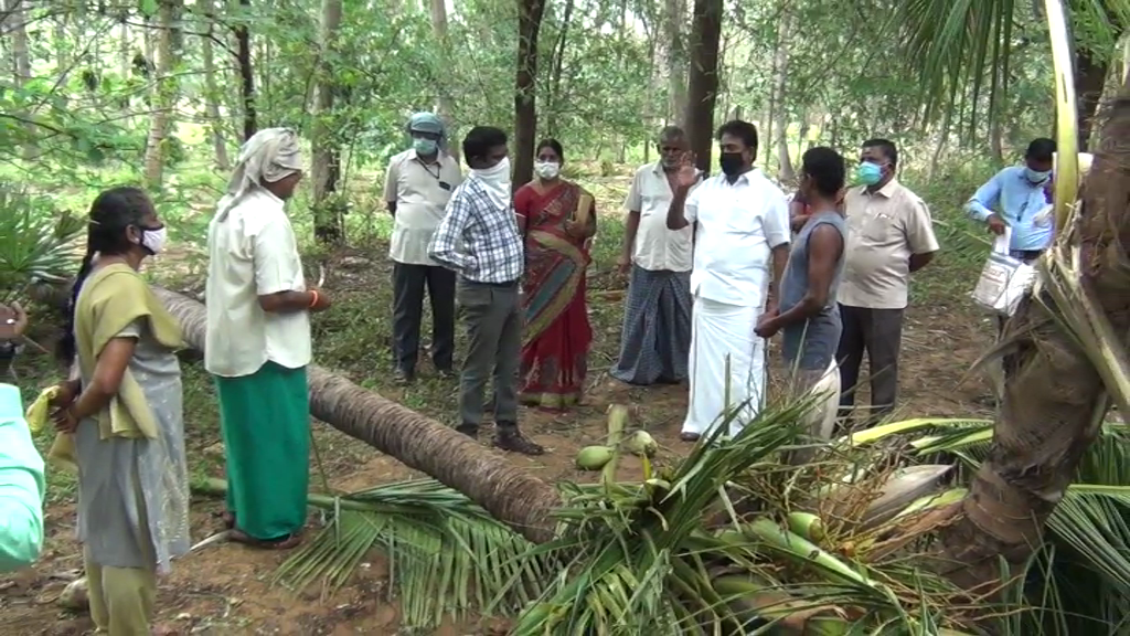 virudhunagar trees, electric poles fells in a strong strom: people's livelihood affected