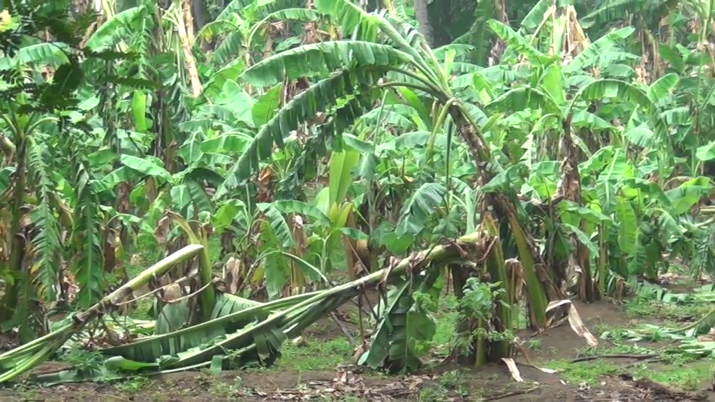 virudhunagar trees, electric poles fells in a strong strom: people's livelihood affected