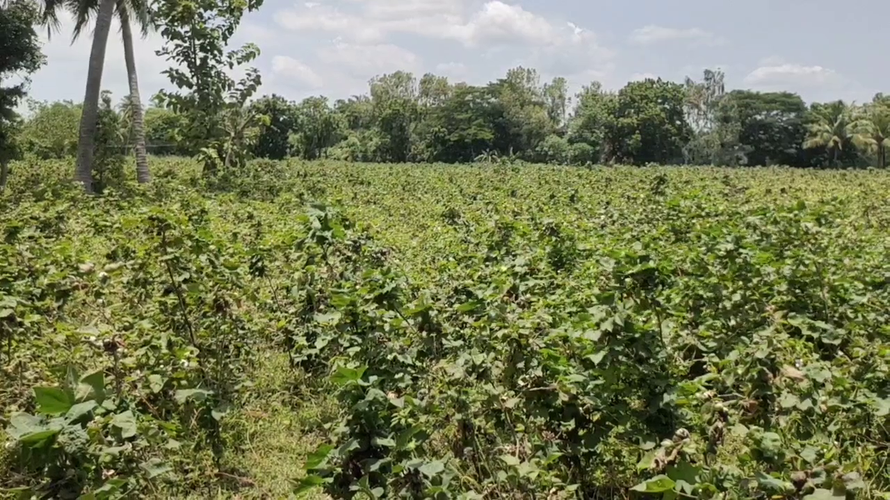 mayiladuthurai insects attacking cotton buds cause anxiety among farmers