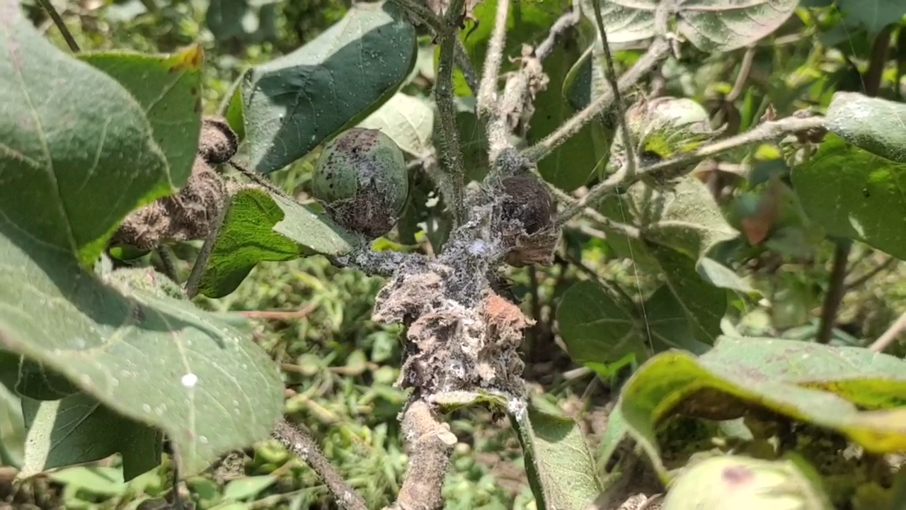 mayiladuthurai insects attacking cotton buds cause anxiety among farmers