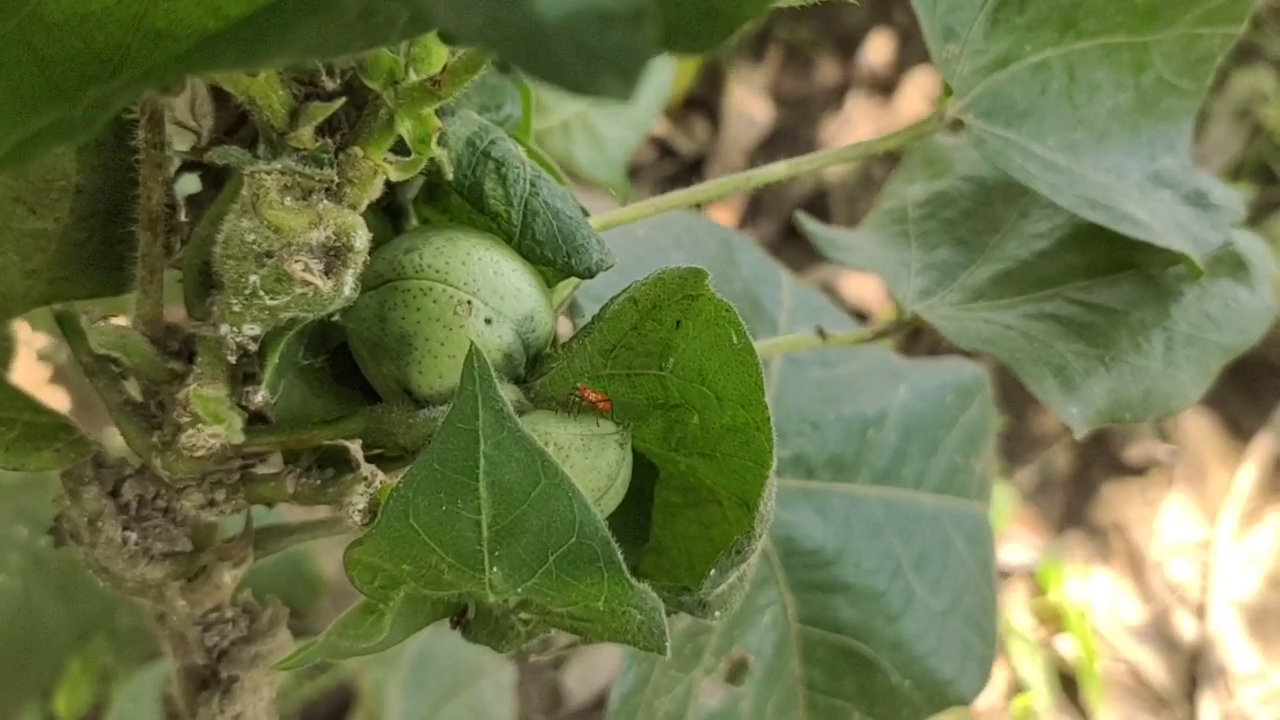 mayiladuthurai insects attacking cotton buds cause anxiety among farmers