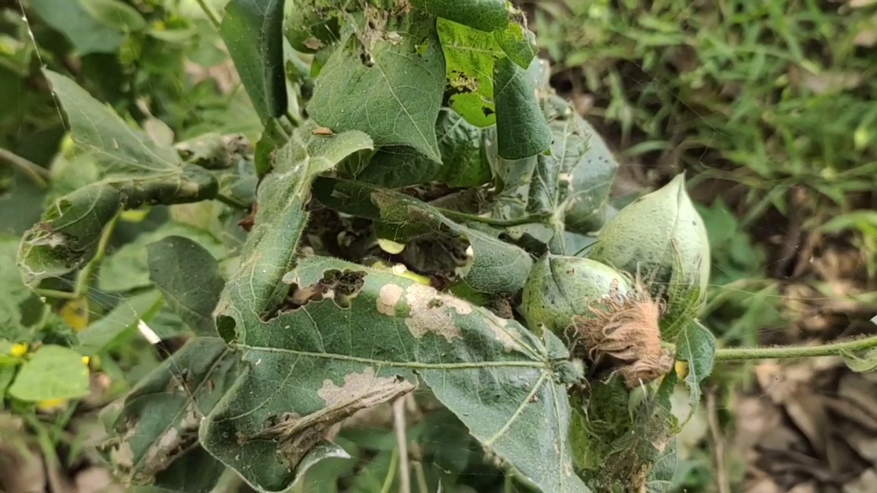 mayiladuthurai insects attacking cotton buds cause anxiety among farmers