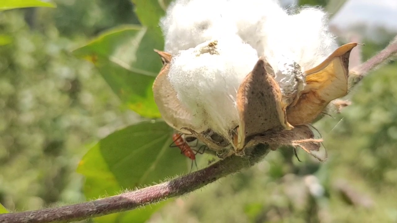 mayiladuthurai insects attacking cotton buds cause anxiety among farmers