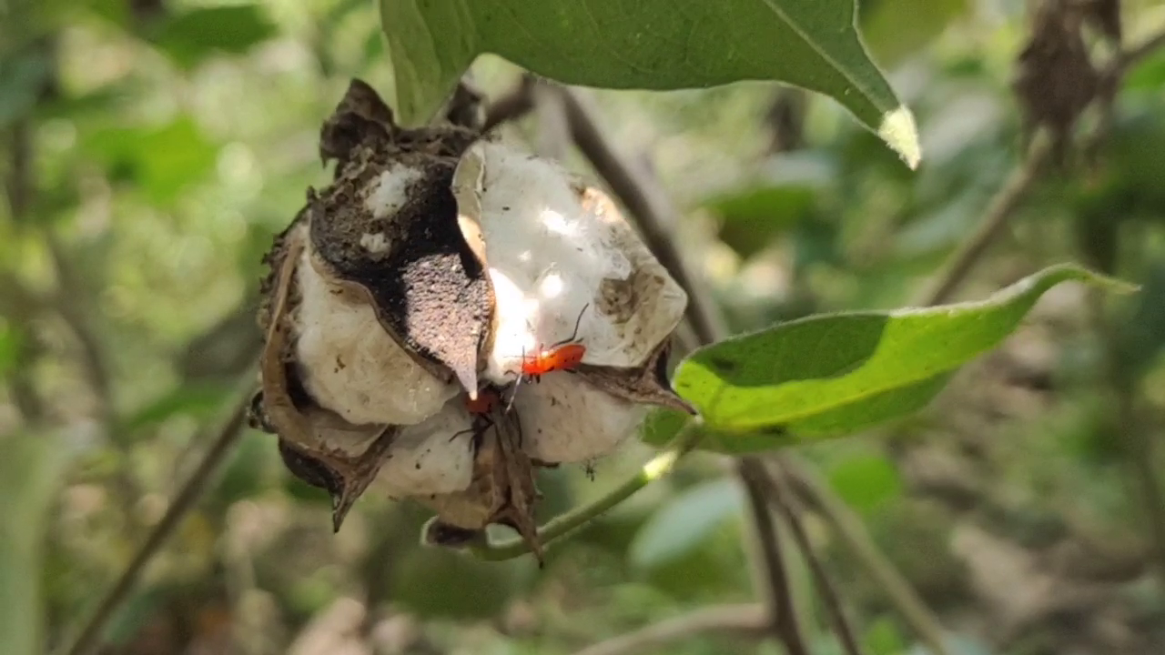 mayiladuthurai insects attacking cotton buds cause anxiety among farmers