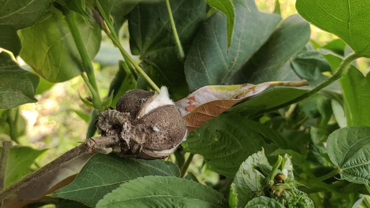 mayiladuthurai insects attacking cotton buds cause anxiety among farmers