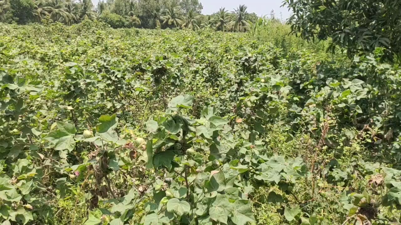 mayiladuthurai insects attacking cotton buds cause anxiety among farmers