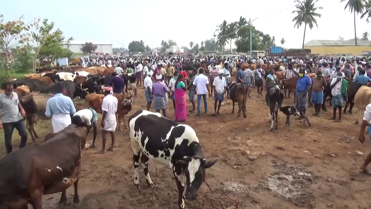 கருங்கல்பாளையம் மாட்டுச் சந்தை