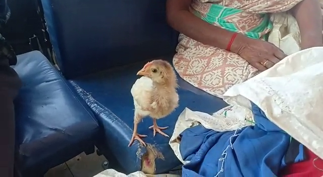 Ticket for baby chick