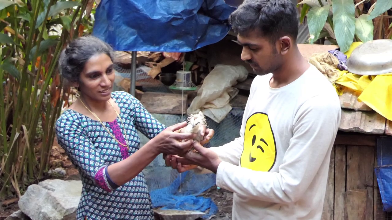 hatchery for chicks