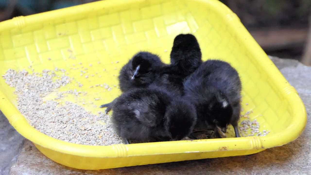 hatchery for chicks