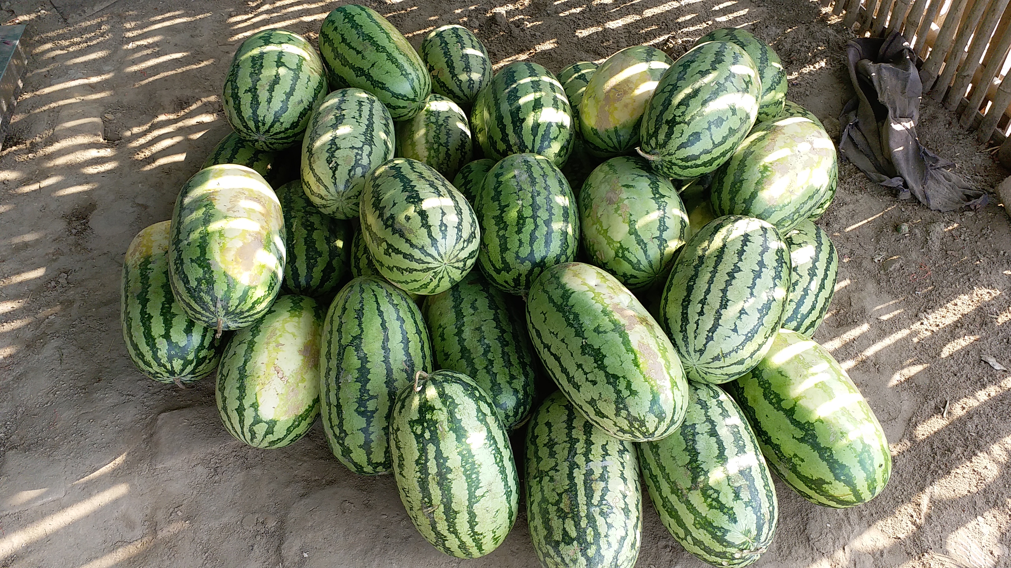 watermelon