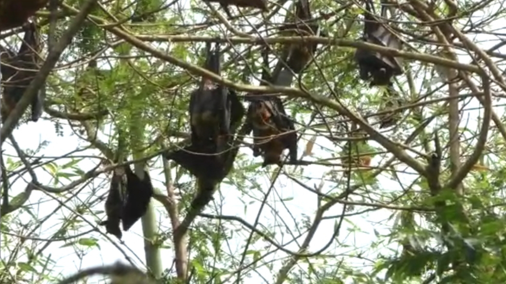 DO NOT BLAME THE BATS FOR COVID-19  கோவிட்-19 வைரஸின் தூதுவர்களா வௌவால்கள்  வைரஸின் தூதுவர்களா வௌவால்கள்  வைரஸ் வாழும் வௌவால்கள்  சீனா வௌவால்கள் சந்தை  Dont blame Bats  From bats to people to tigers