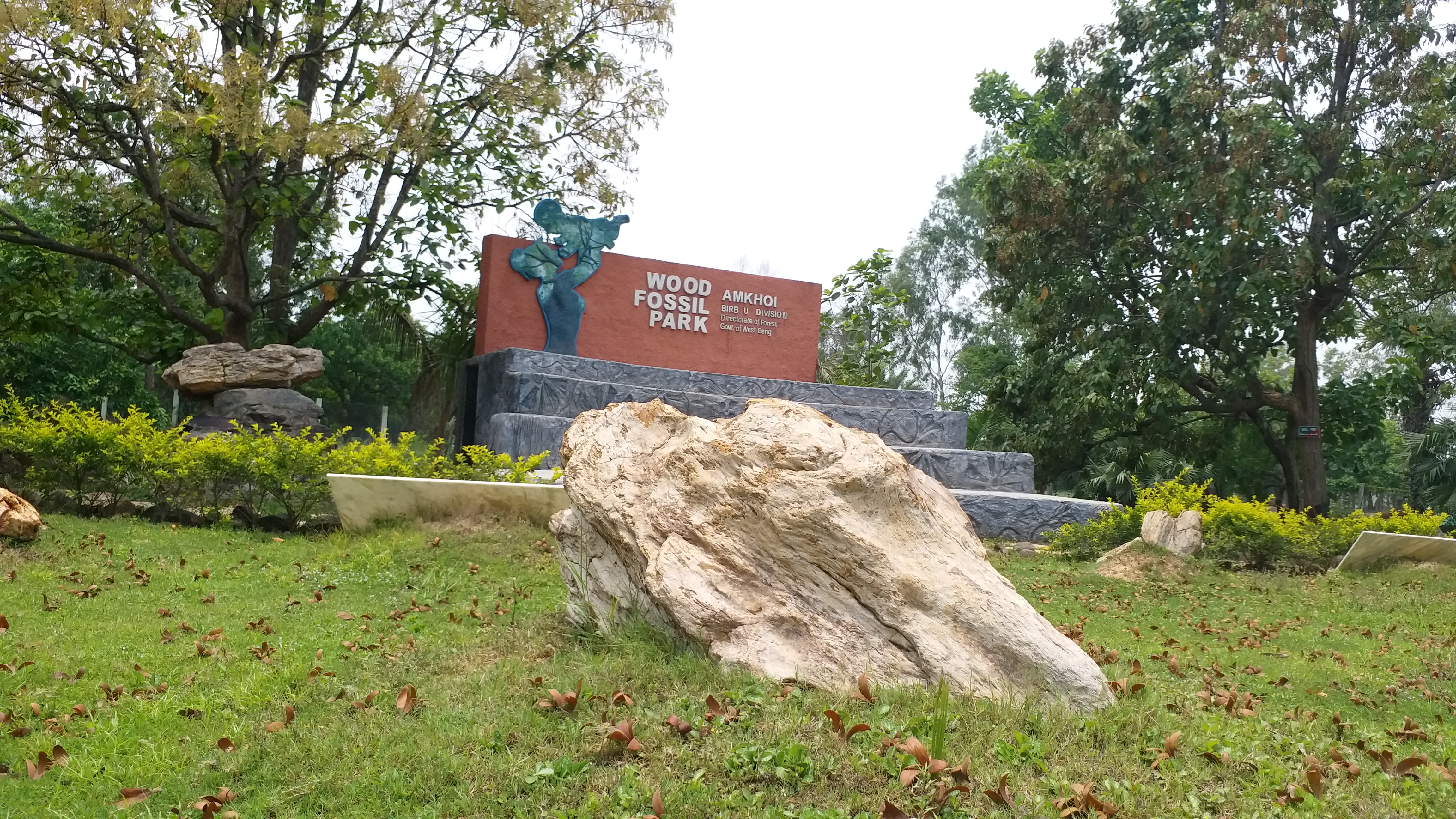 Amkhoi Wood Fossil Park ETV bharat