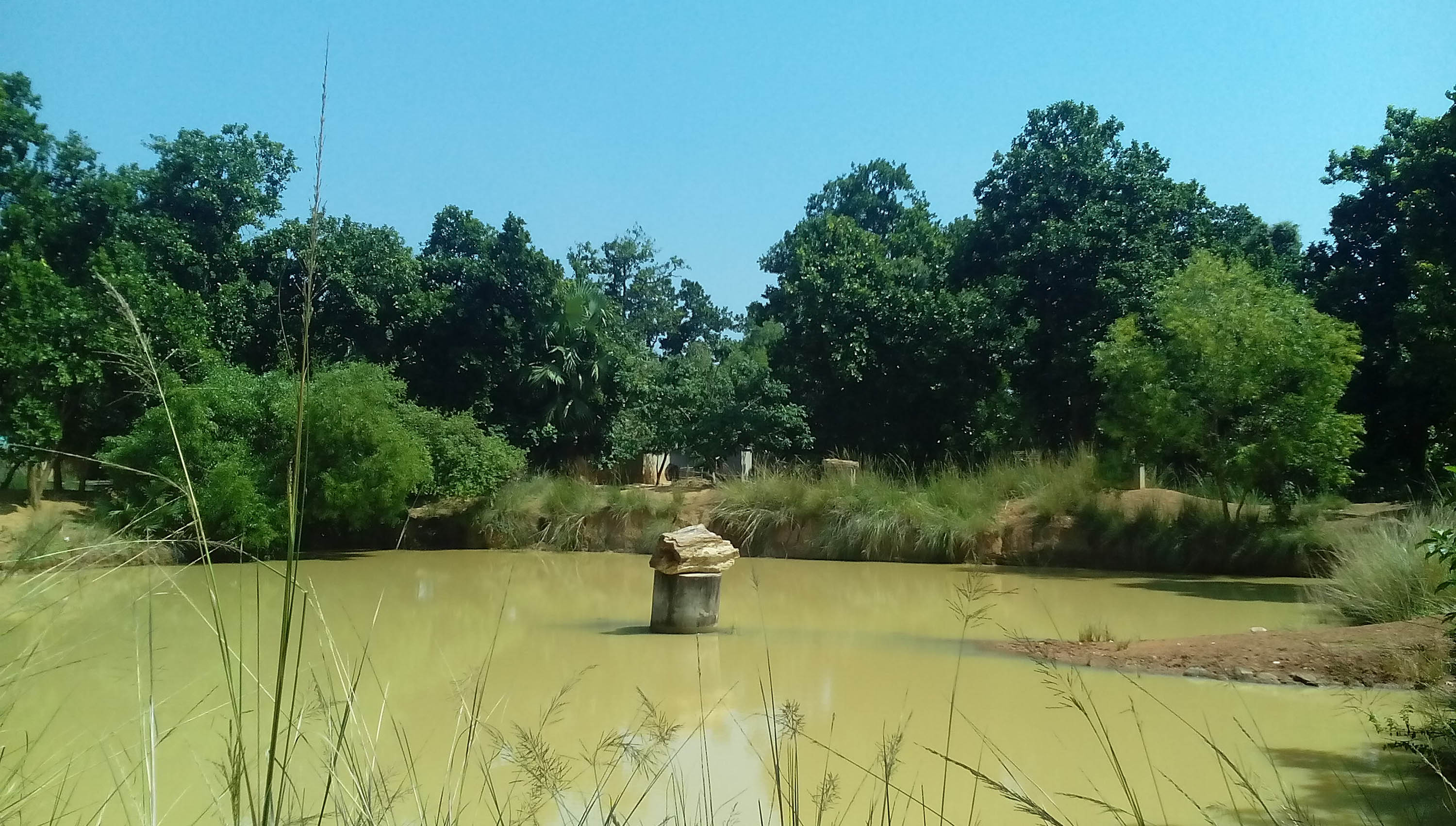 Amkhoi Wood Fossil Park ETV bharat