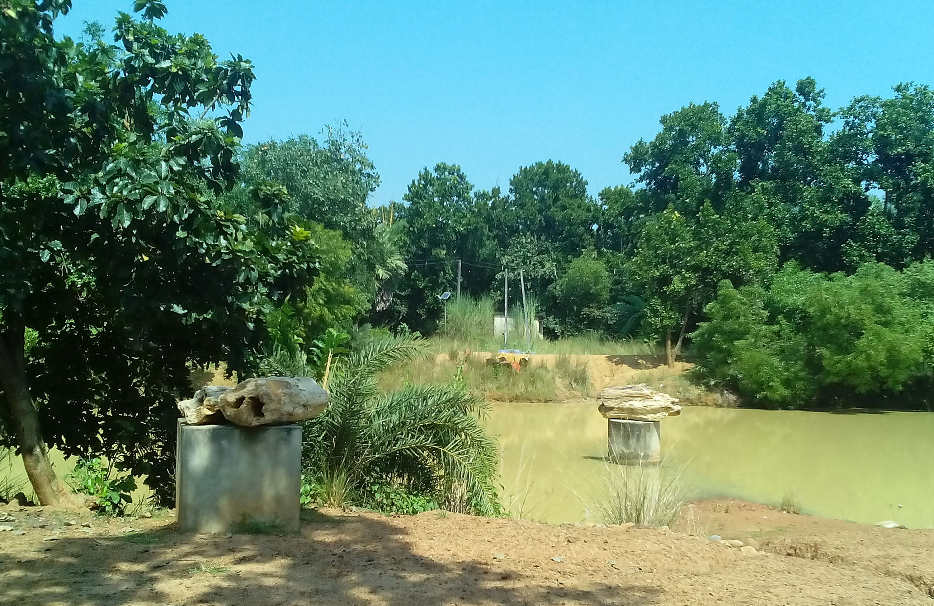 Amkhoi Wood Fossil Park ETV bharat