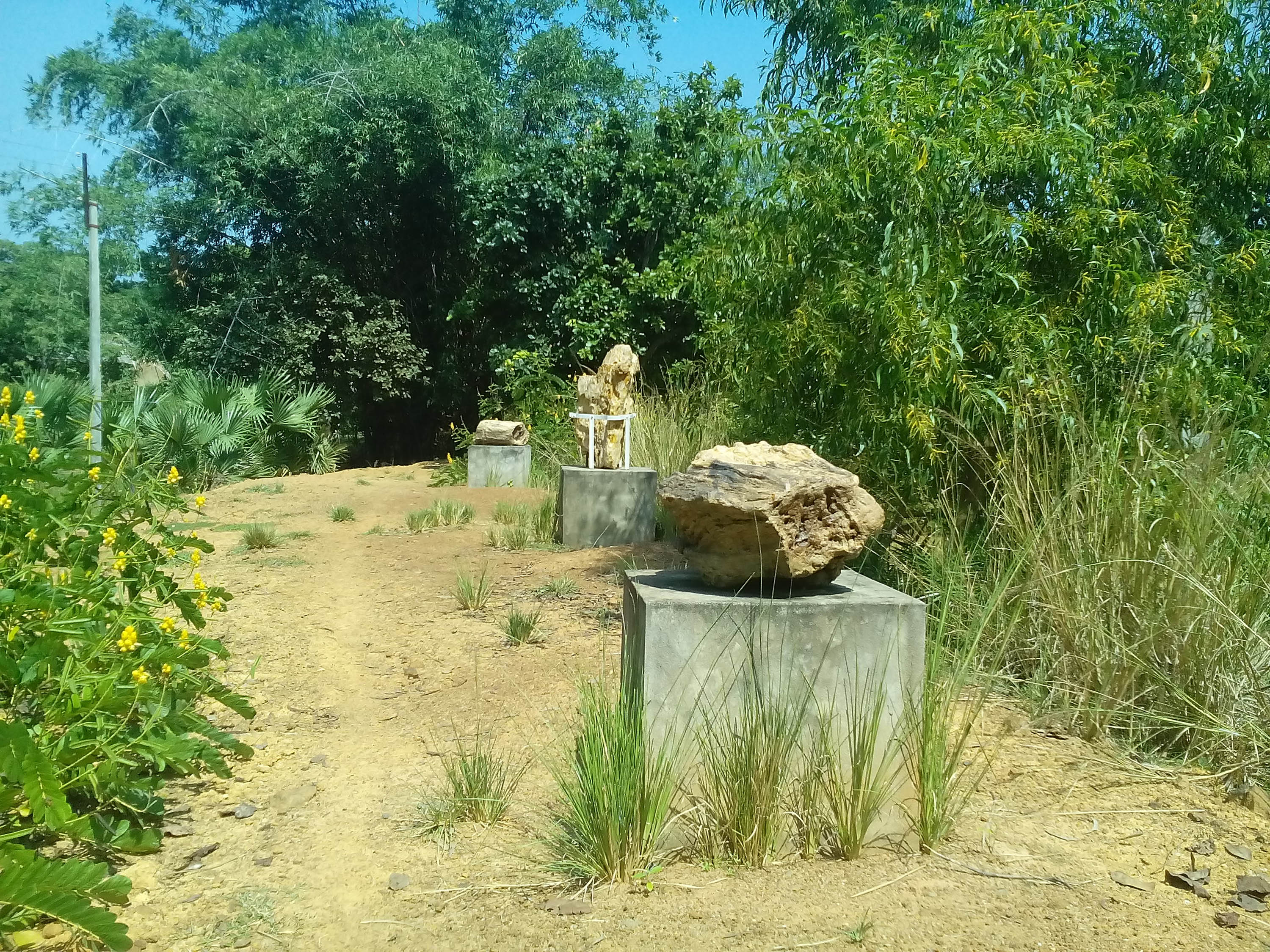 Amkhoi Wood Fossil Park ETV bharat