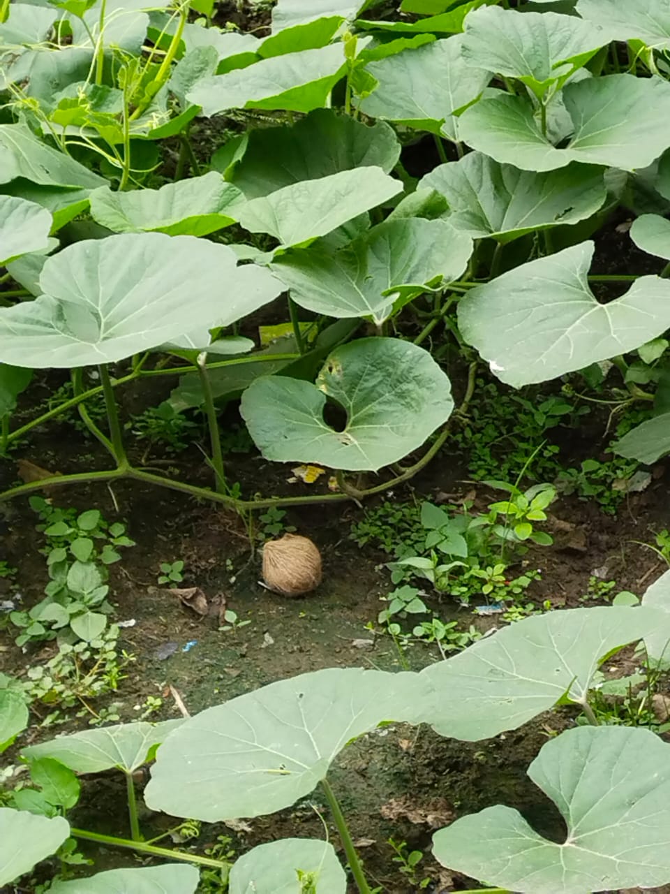 Bombing and Firing at Birbhum due to Sand Smuggling