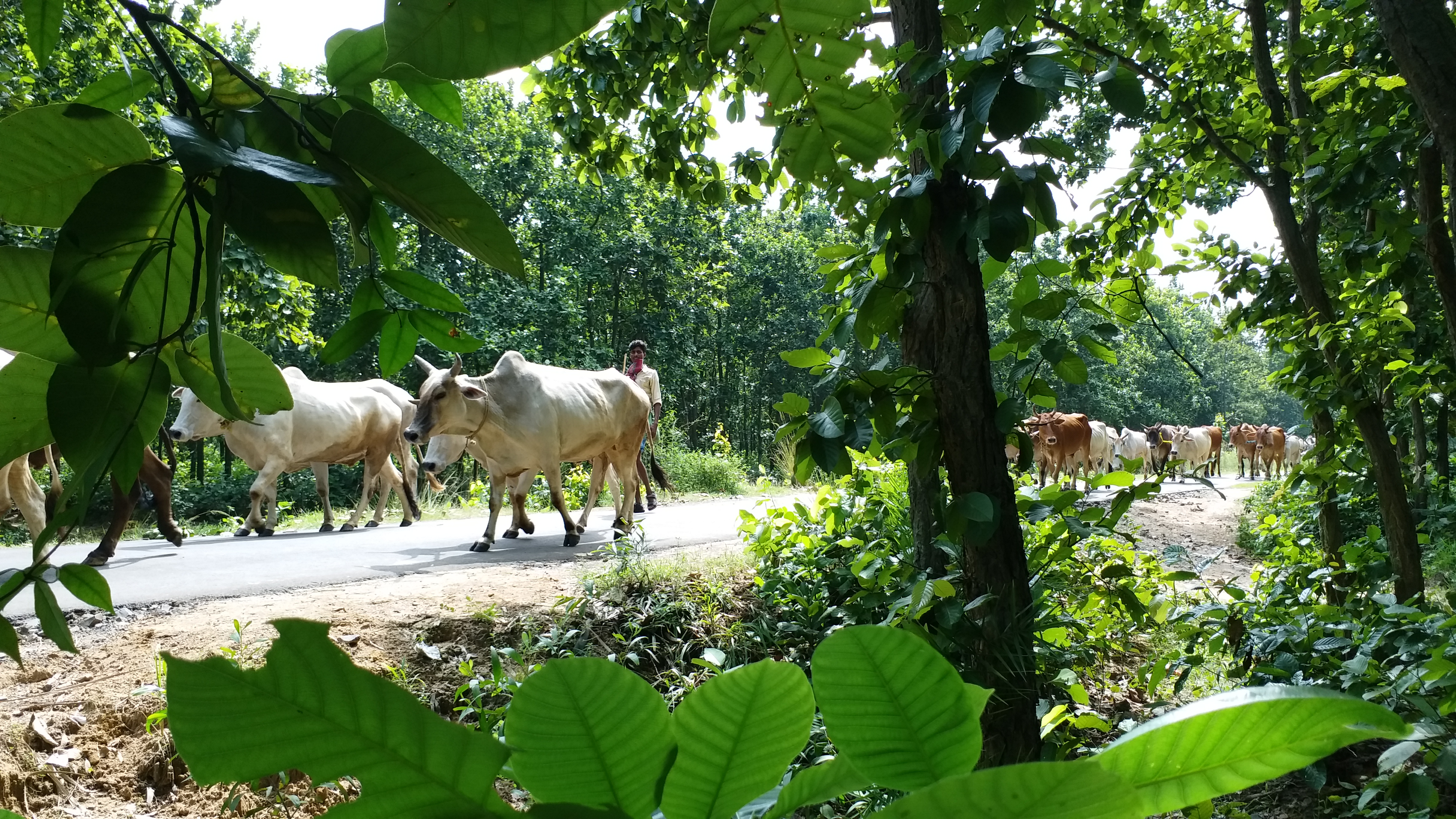 Cow smuggling in Birbhum