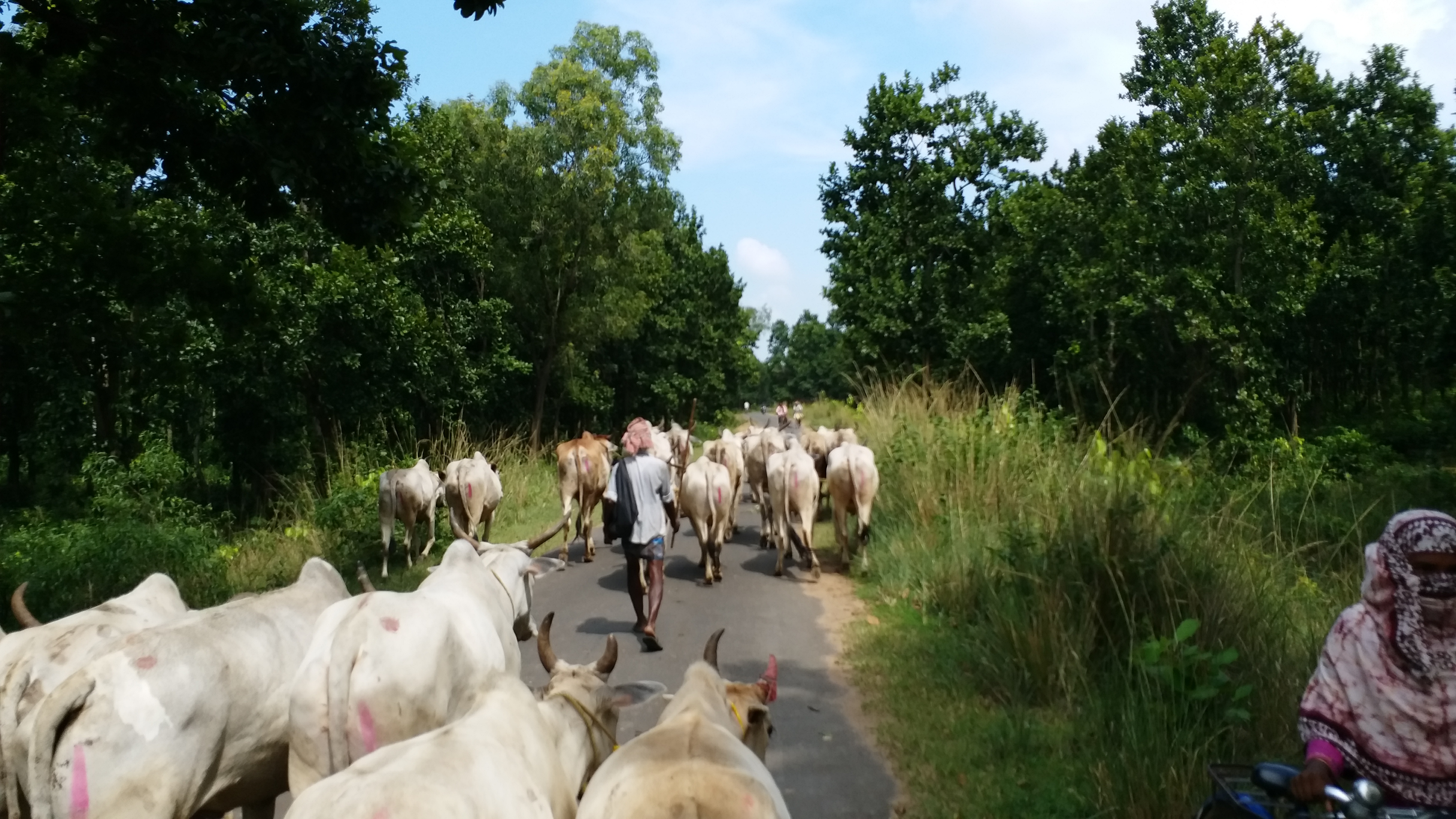 Cow smuggling in Birbhum