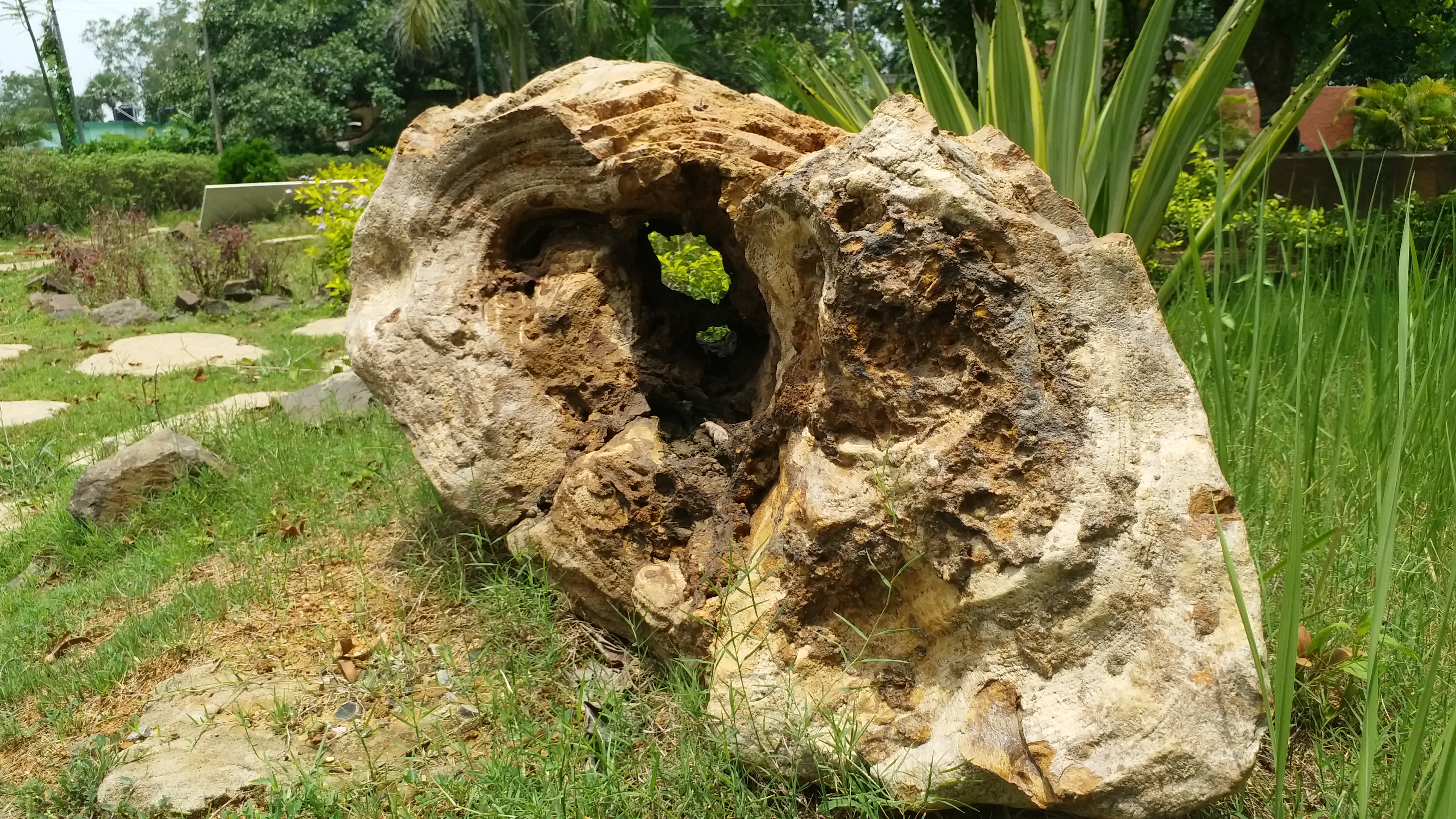 wb_brmh_01_special story wood fossil in illambazar_7203424