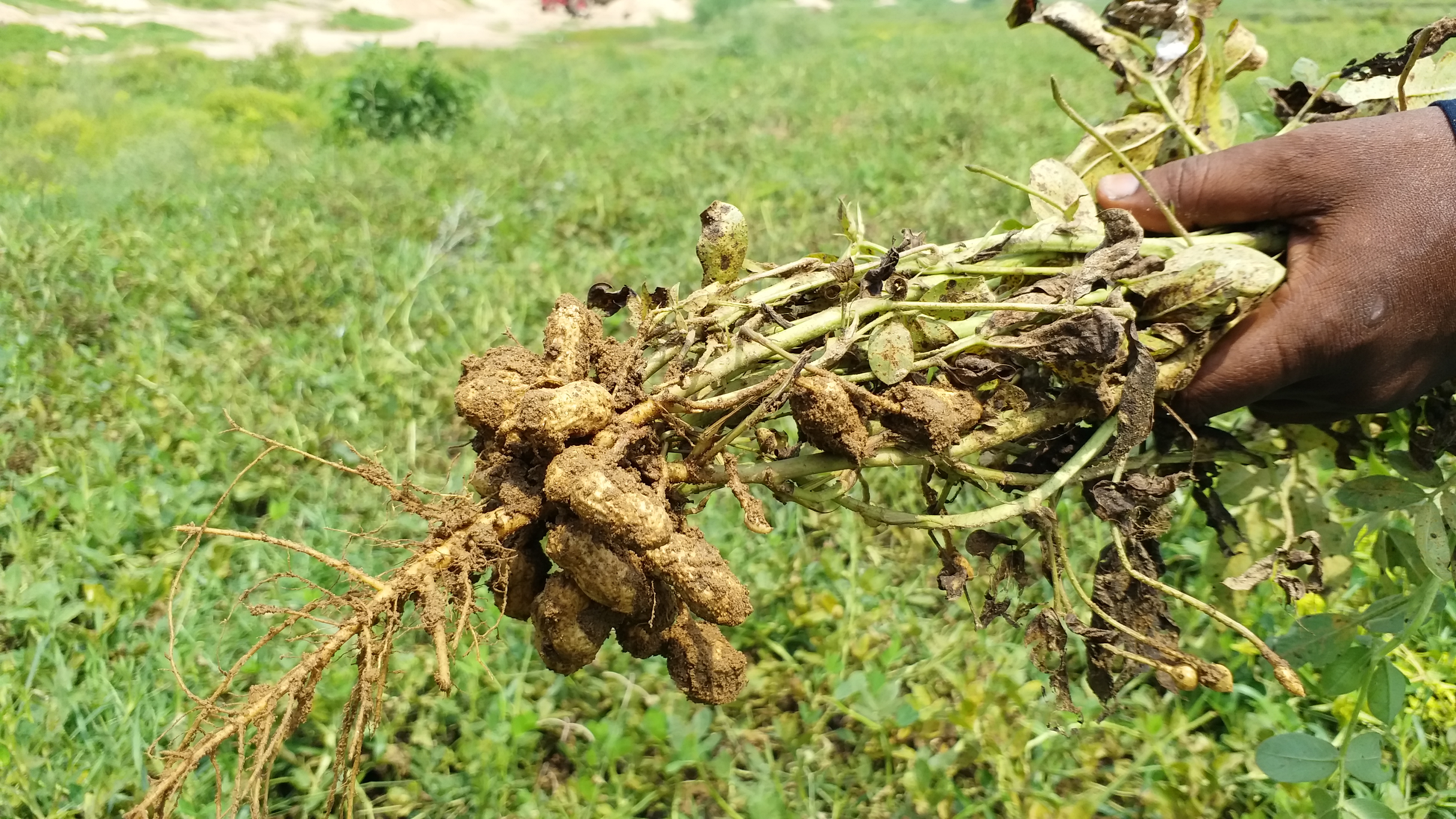 নষ্ট হয়ে যাওয়া বাদাম গাছ