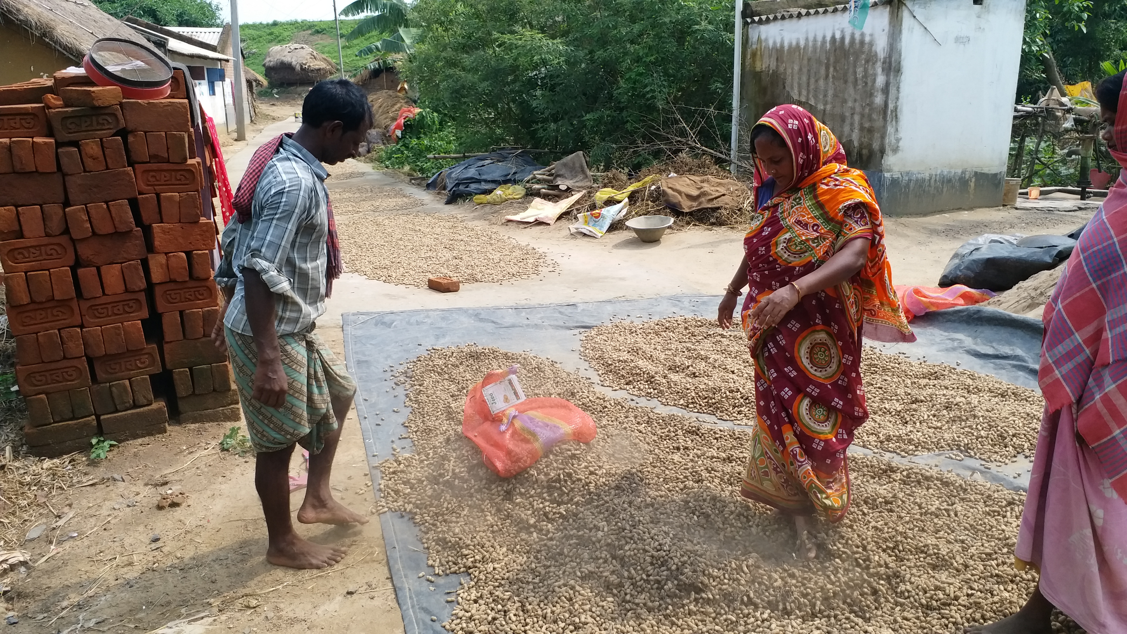 পায়ের সাহায্যে চলছে বাদাম শোকানোর কাজ